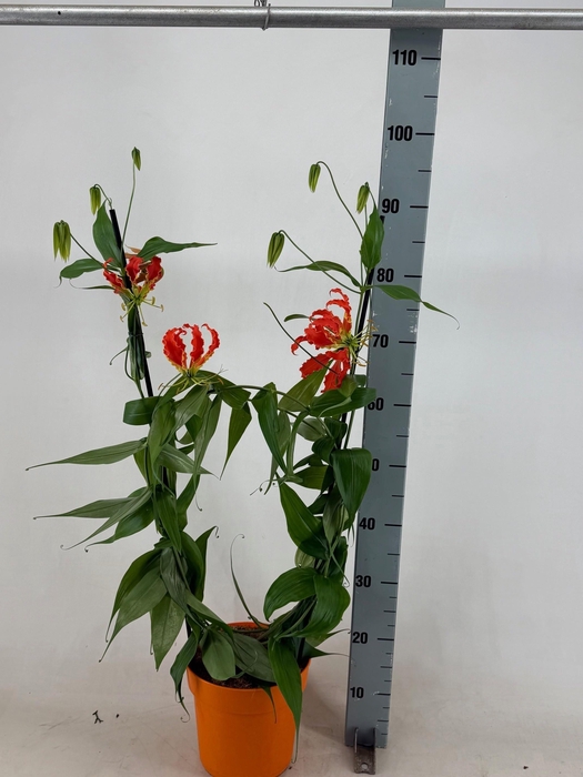 <h4>GLORIOSA ROTHSCHILD</h4>