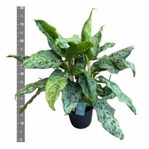 Aglaonema Peacock 24Ø 80cm 3pp