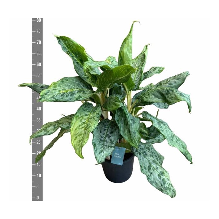 <h4>Aglaonema Peacock 24Ø 80cm 3pp</h4>