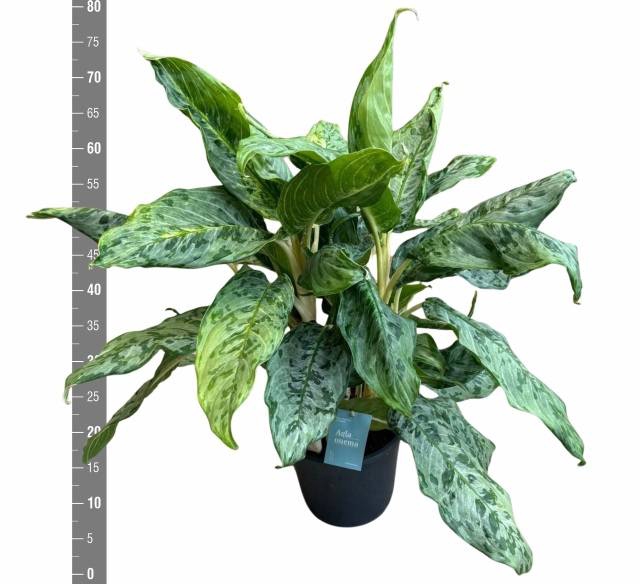 Aglaonema Peacock 24Ø 80cm 3pp