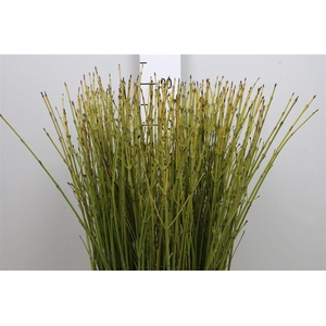 Cornus S Flaviramea