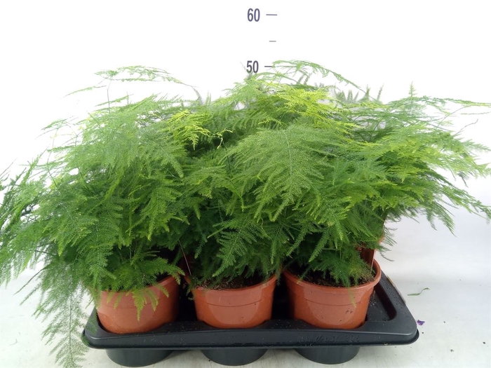 <h4>Asparagus setaceus</h4>