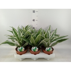 Dracaena frag. 'White Jewel'