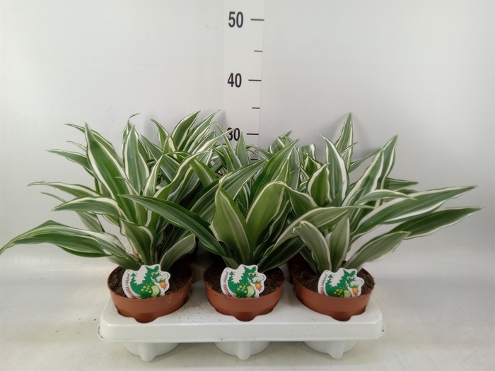 <h4>Dracaena frag. 'White Jewel'</h4>