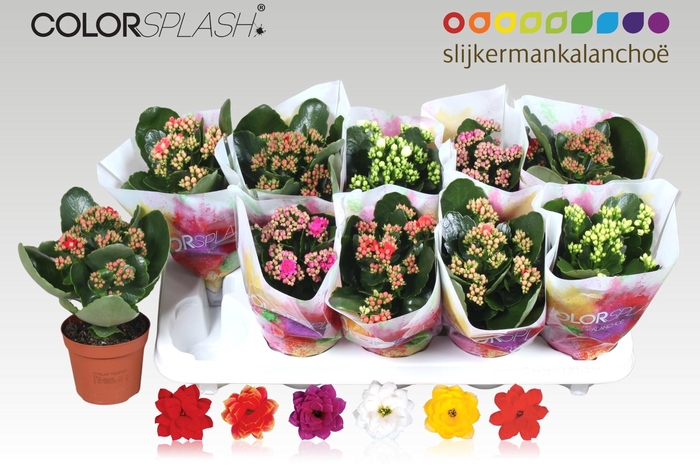 <h4>KAL GE GEM 6 KL</h4>