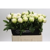 Paeonia Brother Chuck