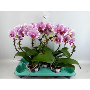 Phalaenopsis   ...
