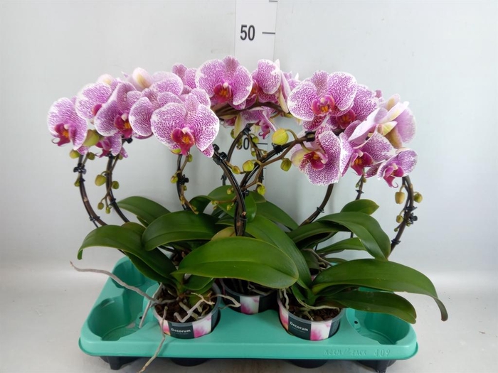 <h4>Phalaenopsis   ...</h4>