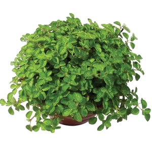 DINHEIRO EM PENCA C21