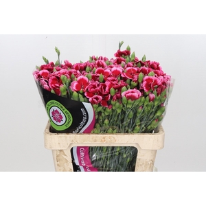 Dianthus Sp Solomio Sem