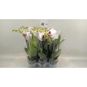 Phalaenopsis multi. 'FC Safe Haven'