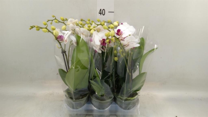 <h4>Phalaenopsis multi. 'FC Safe Haven'</h4>