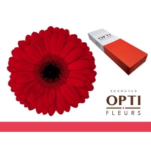 Gerbera Beauty Doos