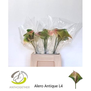 ANTH A ALERO 30 Antique