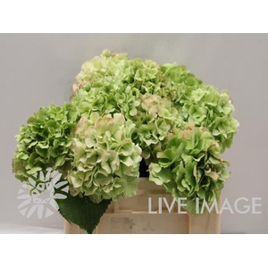 Hydrangea white verena classic