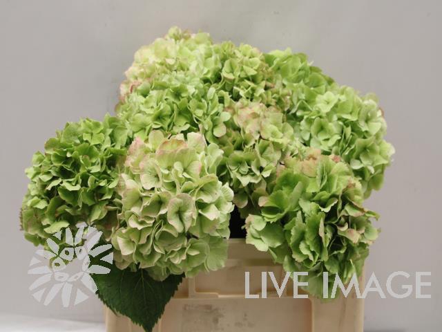 Hydrangea white verena classic