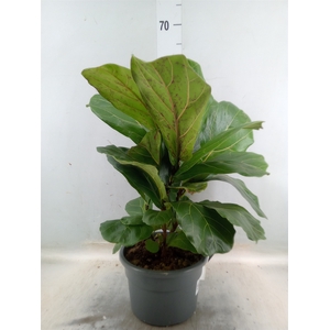 Ficus lyrata