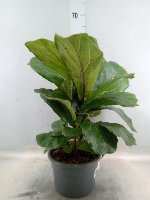 <h4>Ficus lyrata</h4>