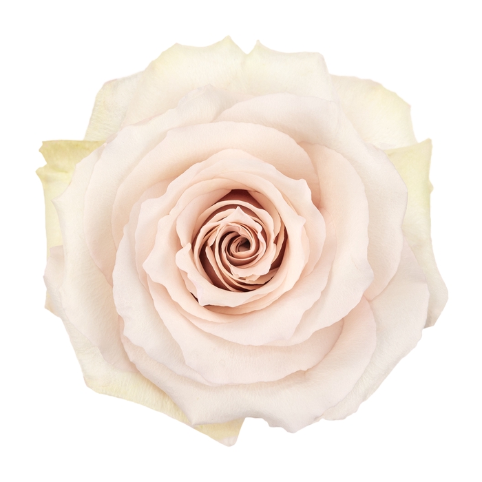 <h4>Rosa ec quicksand</h4>