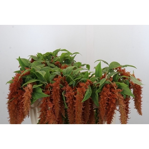 Amaranthus caudatus 'Brown Spider'