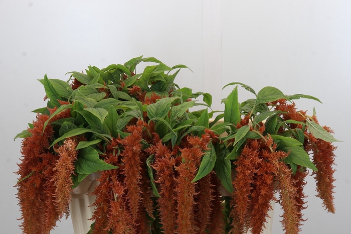 <h4>Amaranthus caudatus 'Brown Spider'</h4>