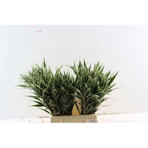 Drac Sand White 52cm