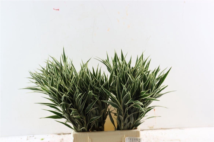 <h4>Drac Sand Cellers 52cm</h4>