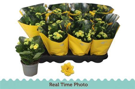 <h4>Kal Ge Amarillo Yell</h4>