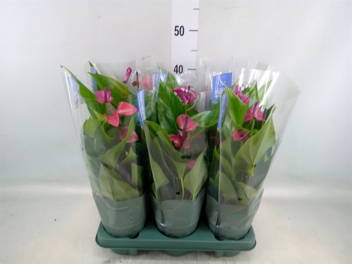 <h4>Anthurium andr. 'Pure Purple'</h4>