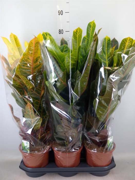 <h4>Codiaeum var. GR 'Excellent'</h4>