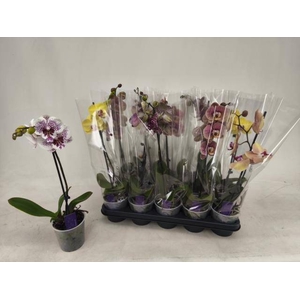 PHAL GEM