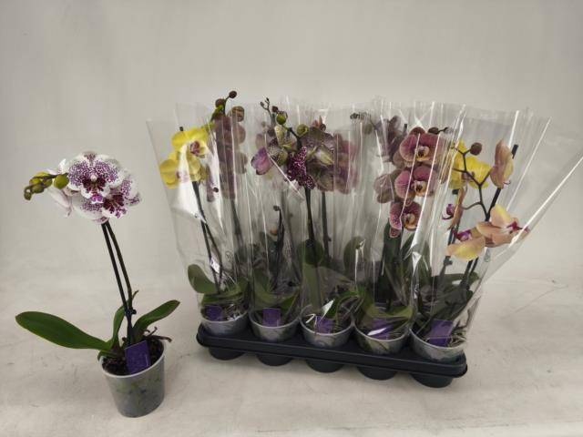 <h4>PHAL GEM</h4>