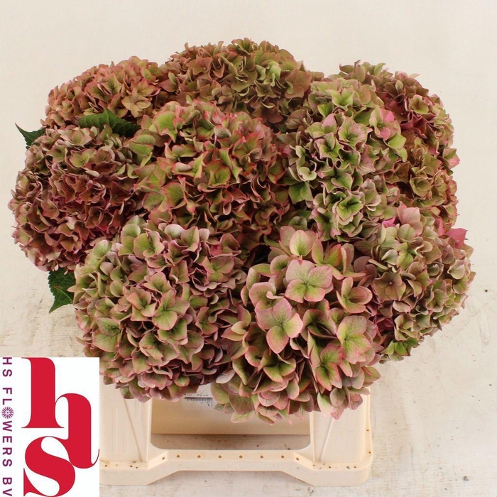 <h4>Hydrangea rodeo classic</h4>