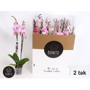 PHAL GEM 8 KL