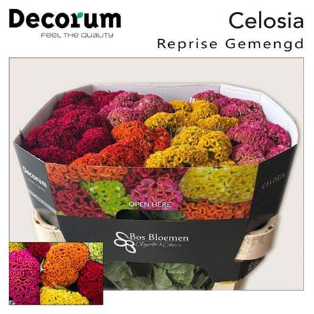 <h4>Cel C Reprise Gem Fst</h4>