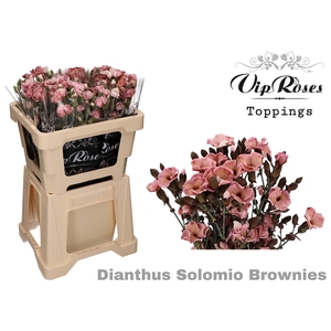 DI SOLOMIO BROWNIES (L50cm)