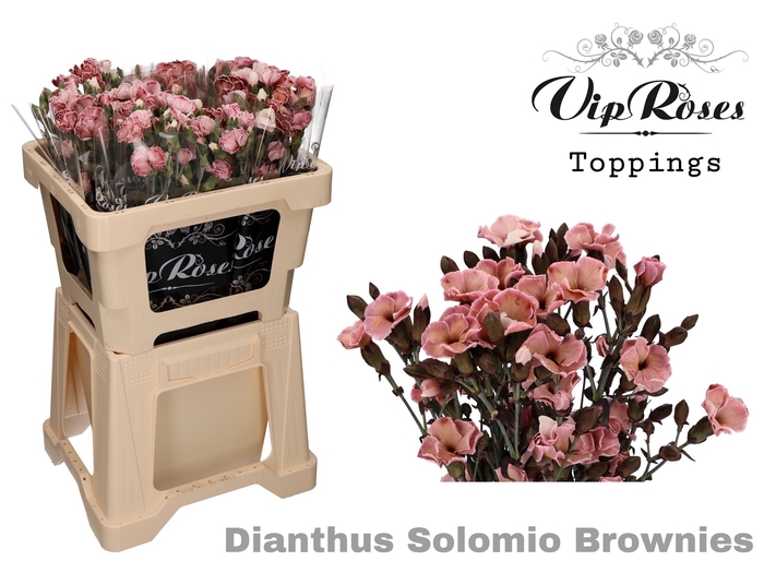 DI SOLOMIO BROWNIES (L50cm)
