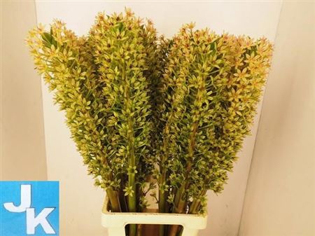 <h4>Eucomis Sp Burgundy</h4>