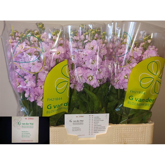 <h4>Matth Mathilda Pink</h4>