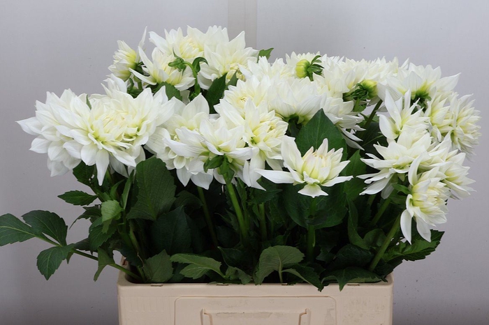 <h4>Dahl White Margot</h4>