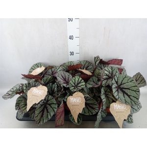 Begonia BD 'MagicColours Fedor'