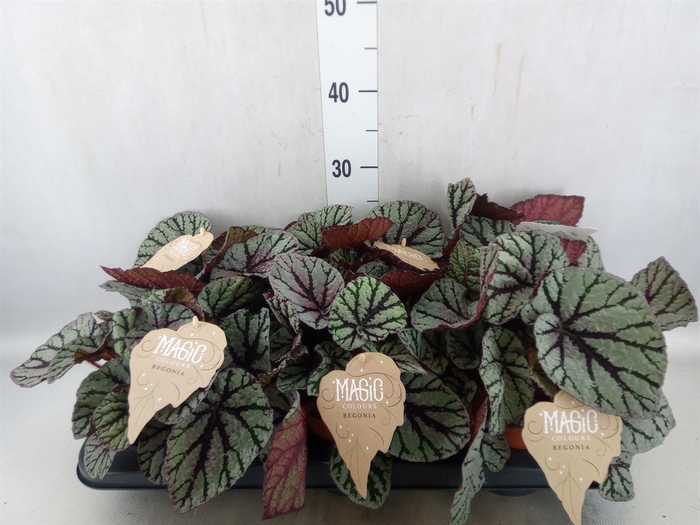 <h4>Begonia BD 'MagicColours Fedor'</h4>