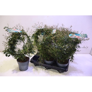 arr8 Jasm Polyanthum Wit Mirror