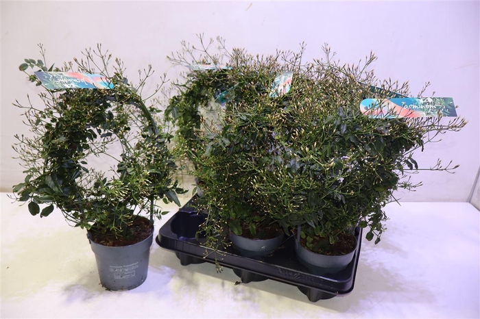 <h4>arr8 Jasm Polyanthum Wit Mirror</h4>