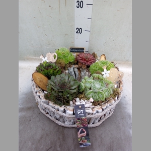 Arr.  Sempervivum L%