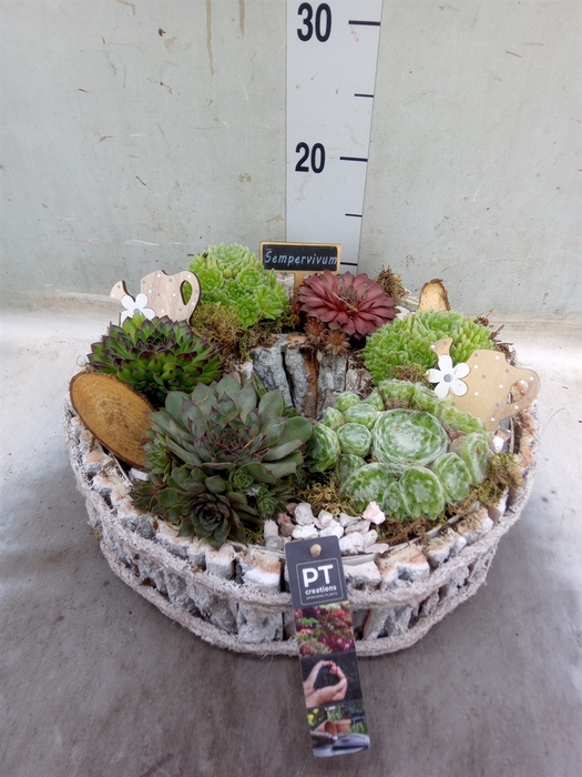 <h4>Arr.  Sempervivum L%</h4>