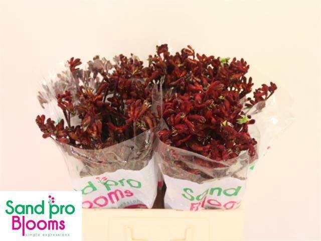 <h4>ANIGOZ EARLY SPRING</h4>