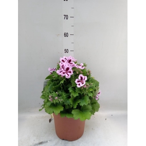 Pelargonium gran. 'Patricia'