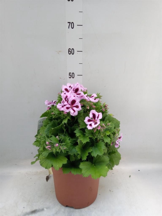 <h4>Pelargonium gran. 'Patricia'</h4>
