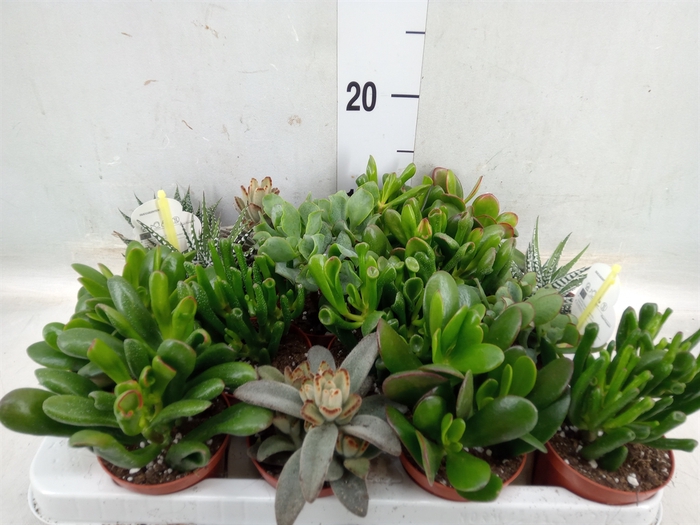 <h4>Crassula   ...mix</h4>